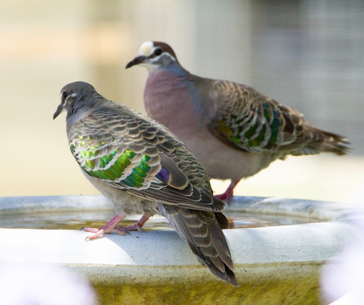 Two cocommon bronze wings at the birdbath
