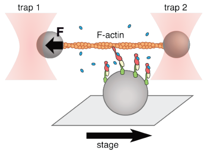 Setup used in the paper: 2 optical traps, a moving stage and a tiny thread center of all attentions.