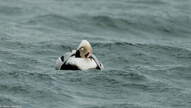 sleeping long-tailed duck has white eyelids