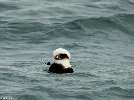 long-tailed duck napping while floating