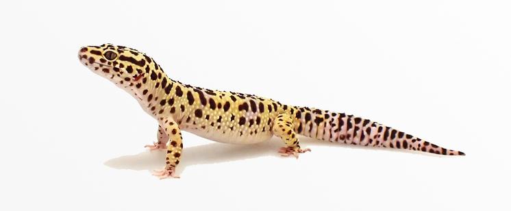 photograph of a leopard gecko, facing left, on a white background