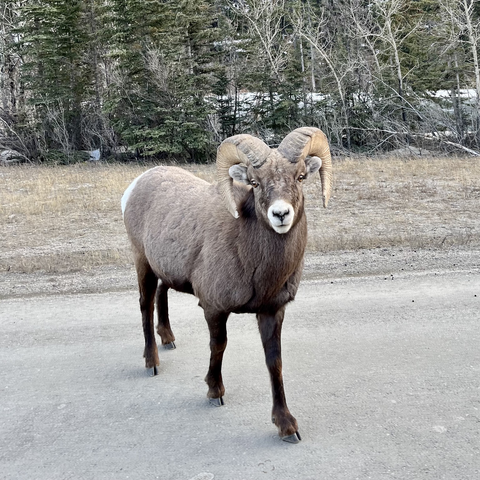 A bighorn sheep is looking at the photographer while standing on the side of the highway.