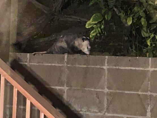 An opossum on the top of a cinder block wall eating bugs.