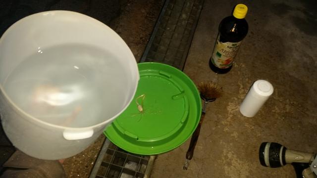 Foto von frisch geputzter Hühnertränke,  Knoblauchzehe, Apfelessigflasche, Wasserbrause und Bürste