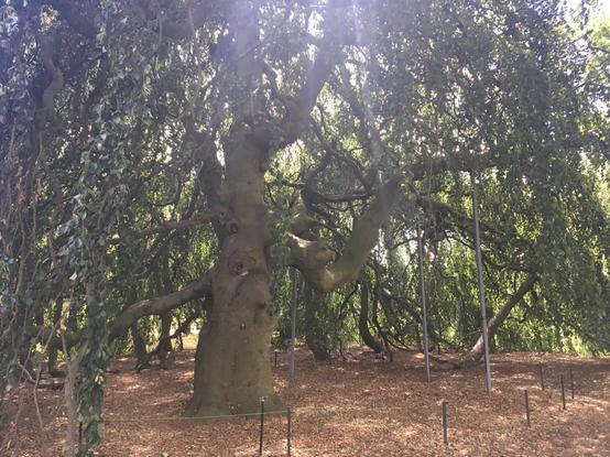 Thick smooth barked tree with branches at all levels (some supported by metal polls) and dark green glossy leaves that hang from the branches. Underneath, ground is shaded and bare. In foreground, a low rope separates the area under the tree from where the photographer is standing.