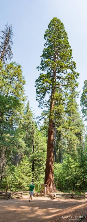 A man stands next to a towering sequoia tree in a Yosemite National Park forest.