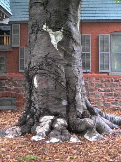 The base of a wide gray trunk, with bumps of roots at the base, sits just outside the stone and brick facade of Theodore Roosevelt's home.