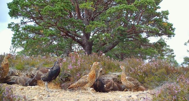 Both male and female capercaillie posing in a heathland setting in front of a mature “Granny” Scots pine tree