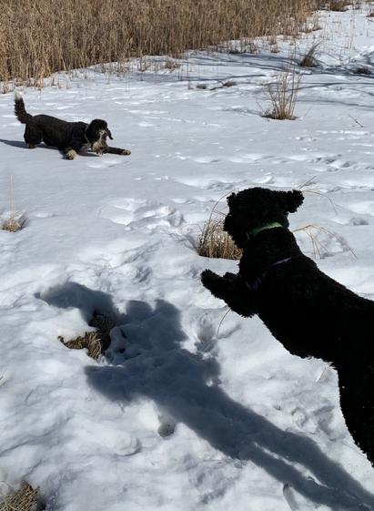 A leaping good doggo moves fast across a snow field at the edge of the reeds. Ahead, another good doggo waits in full play bow for the onslaught.