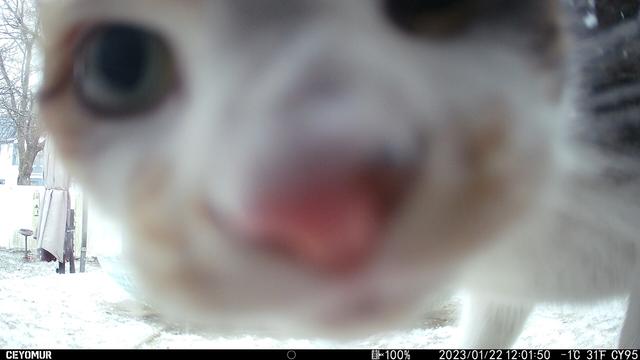 Close up of a cat’s face taken by a trail camera in the backyard. Face takes up whole image.
