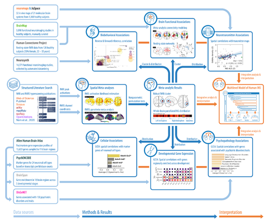 The figure outlines the multimodal data fusion workflow applied in the present study. Depicted are data sources and major analysis steps applied to generate multilevel knowledge and new hypotheses about the neurobiological basis of INS.
We collected coordinates from neuroimaging studies looking at INS, performed spatial meta-analyses, and follwed up on the results with several kinds of association analyses, dawing on different databases:
- Meta-analytic co-activation: BrainMap
- Resting-state functional connectivity: HCP
- Cognitive domain associations: Neurosynth
- Neurotransmitter-receptor-associations: neuromaps & JuSpace
- Neuroimaging gene-category enrichment analyses: Allen Brain Atlas, PsychENCODE, BrainSpan Atlas, DisGeNET database