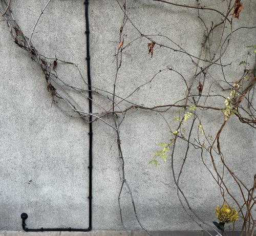 A side wall of a flat in London, there are plants growing wildly and a drainpipe making a geometric shape