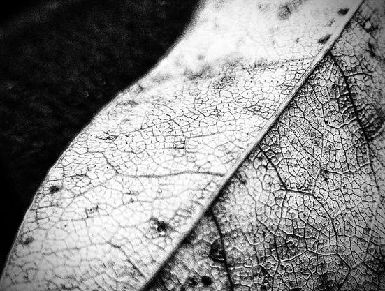 Macro photo showing fine details of a leaf in black and white