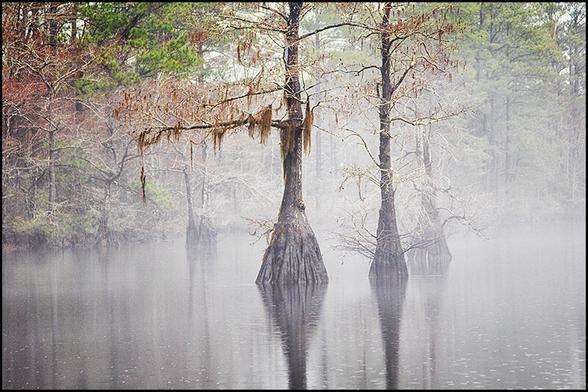 Fog hangs over the dark, tannin water of a Southern mill pond. Bald Cypress trees rise up from the shallow water. The more distant trees blend in with the smoky mist creating shadowy silhouettes. There is a feeling of mystery to the entire scene.