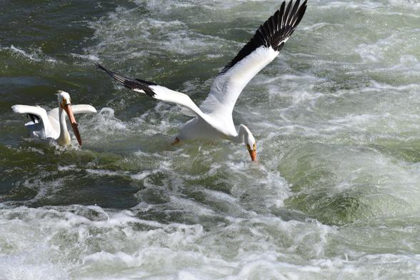 Two pelicans are swimming on choppy waters, one with wings slightly raised, the other with wings dramatically flung back in a V-shape, bill mostly in the water, intent on some morsel.