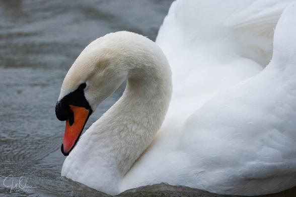A male mute swan swims past, very close to the camera. His wings are flared and his neck is arched over - usually a sign of anger and a warning of aggression.