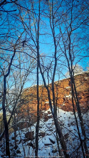 Trees in front of red rocks. It's winter a there's snow.