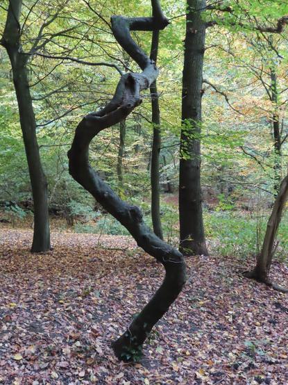 The object at the foreground of this picture, whch I initially thought was a sculpture, turned out to be an old and twisted tree trunk, still standing but devoid of branches and reminiscent of a very large corkscrew.
In the background are other quite normal trees with foliage.