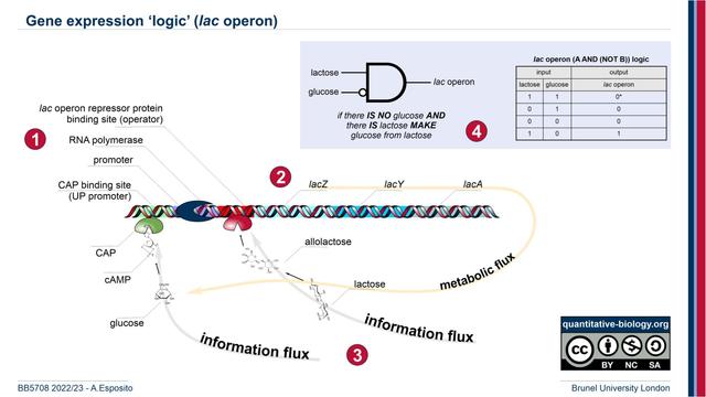 The lac operon logic, schematic diagram