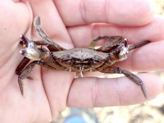 A small purple-brown crab sits in Elizabeth’s open hand. It’s claws are erect as it tries to make itself large.