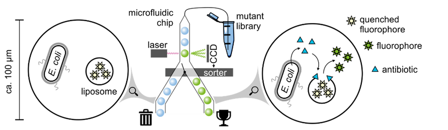 Microfluidics screening platform  with a sorting device detecting fluorescence and separating droplets into fluorescent and non-fluoresce ones. Left: Zoom-in on droplet with E. coli and intact liposome. Right: Zoom-in on droplet with E. coli making gramicidin S and a broken liposome activating the fluorophore.