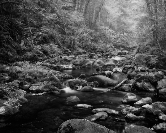 Meandering stream through a fog laden woodland on Vancouver Island