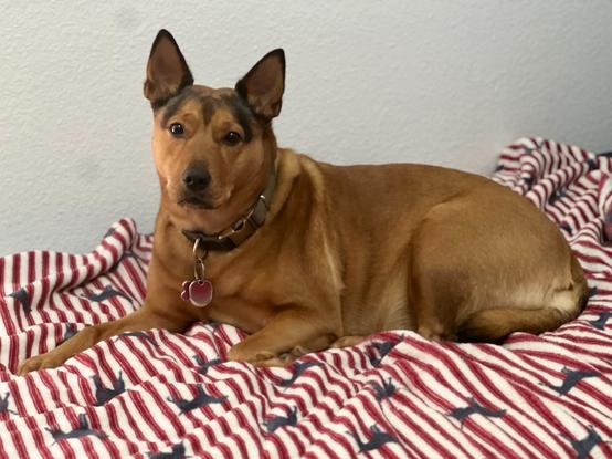 Brown dog laying down on top of dog blanket on the bed, looking at the camera.