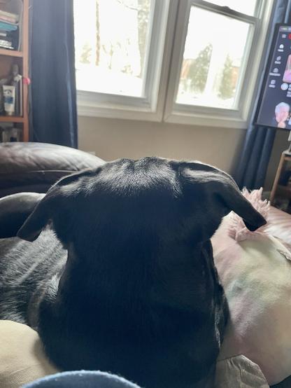 The back of a LabraDane’s head with his ears pricked up as he’s laying on a leather loveseat with back to camera but he’s watching what is happening outside the picture windows intently. There are various dog related smudges on the windows.
