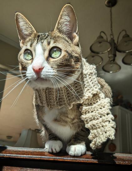 My gray and white cat wearing a small, off-white, crocheted scarf.