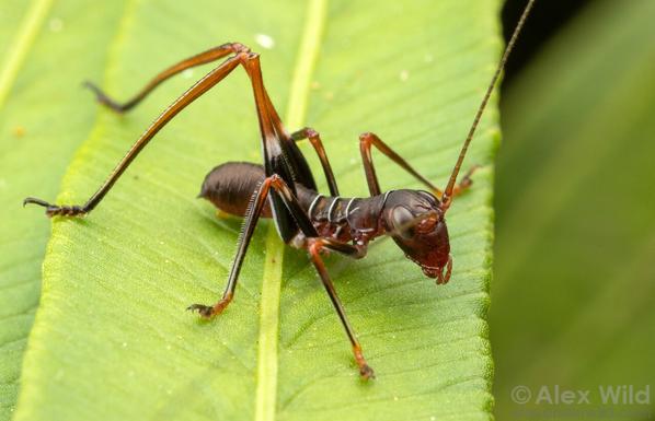 A wingless, antlike insect with big eyes and jumping hind legs sits on a green leaf.