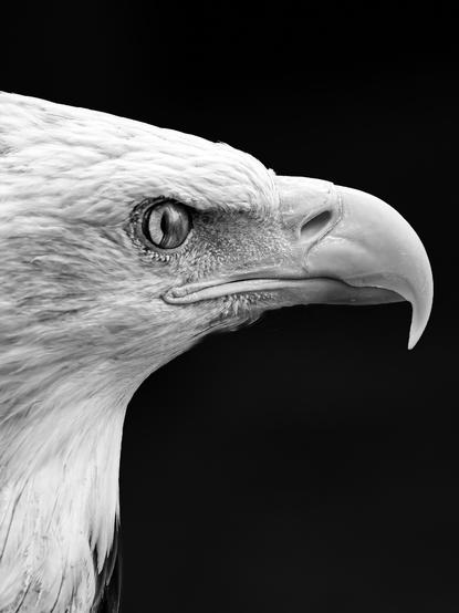 A black and white photograph of a bald eagle in side profile. The eagle's white head and tail feathers stand out against the dark background. The eagle's sharp, hooked beak and fierce gaze are prominent features in the image. The eagle's nictitating membrane, also known as its third eyelid, is also visible, giving the image an added sense of the eagle's power and strength.
