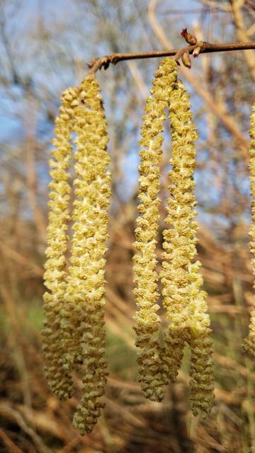 The end of a twig hung with two fronds of catkins. At each junction there are a few tiny red bud-like flowers.