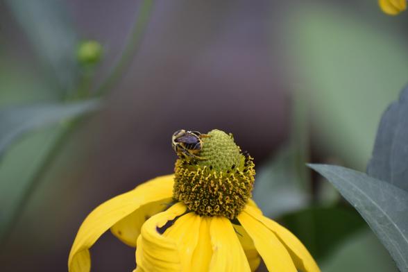 The photo shows a rudbeckia flower close up, with a leafcutter bee crawling over it, its back to the camera. It is a small bee, with its back being black with pencil thin yellow lines.