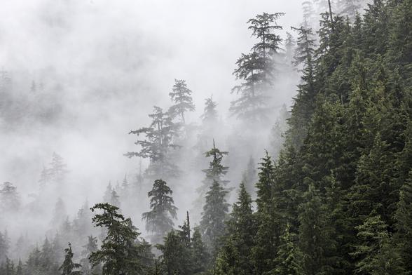 Vancouver rainforest in the mist.