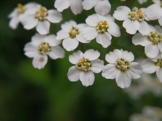 Close-up van de kleine bloemetjes van duizendblad, waarbij goed te zien is dat ook die bloemetjes weer zijn samengesteld uit bloemetjes, zoals dat bij composieten het geval is. Ieder bloemhoofdje heeft vijf brede witte lintbloemen, waardoor een vormgelijkenis ontstaat met bijvoorbeeld sommige bloemen uit de rozenfamilie. Het hart van het bloemhoofdje oogt wat groenig, met kleine witte bloemetjes er in, met bij sommige een fel geel uitsteeksel.