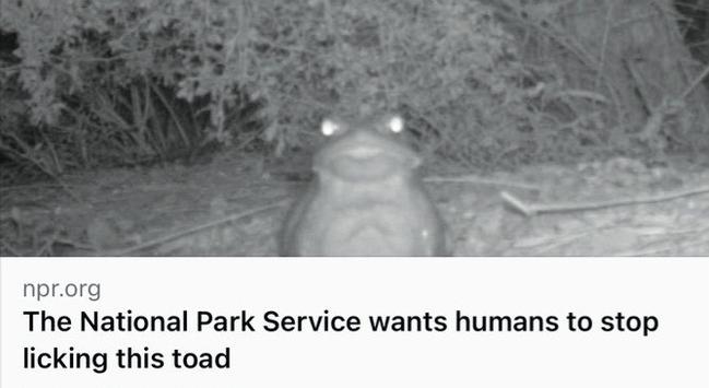 night vision black and white photo of a large toad staring right into the camera

Headline: The national park service wants humans to stop licking this toad