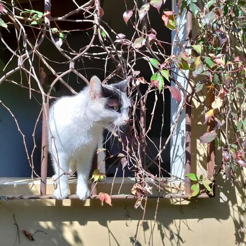 Un gato blanco y negro se asoma por una ventana, entre ramas y hojas.