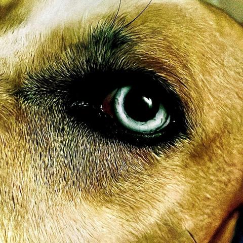 An up close image of a a bright gray dog eye. Shes a good girl.