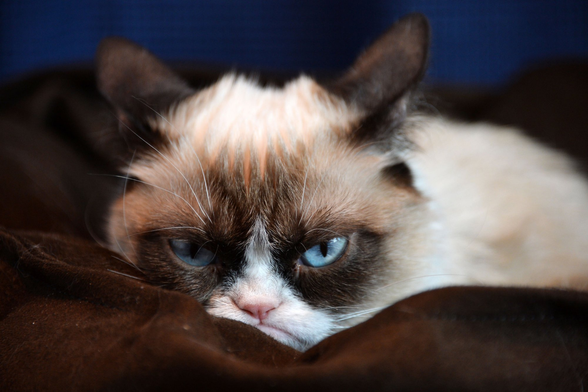 Image of "Grumpy Cat", an internet-famous cat (mostly cream colored, with dark brown patches around the eyes and on the ears, blue eyes, and a mouth shaped as if it is in a perpetual scowl) lounges on some brown velvet, looking resentful