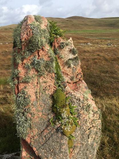 A pink and lichenous standing stone in a boggy grassy space with low hills behind. Being Shetland, it's wild and empty (although just off the road, which is not in the picture), a treeless place. The sun is shining but the sky is pretty grey.