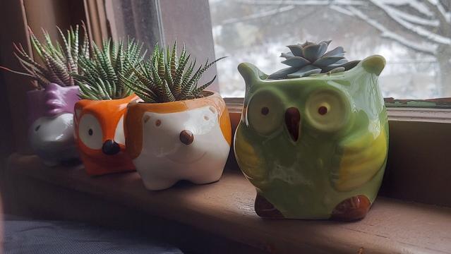 Four succulent plants in glazed ceramic planters in the shapes of animals, sitting on a windowsill. First is a purple and gray hedgehog with a zebra haworthia in it. Second is an orange fox with a zebra haworthia in it. Third is a brown hedgehog with a zebra haworthia in it. Last is a green owl with a bluish echeveria in it.