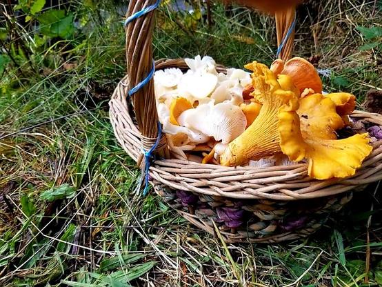 A basketful of foraged oyster & chanterelle mushrooms.
