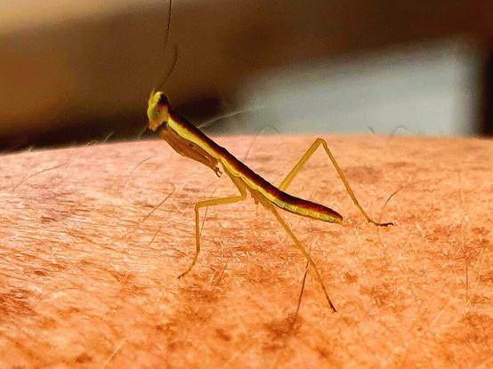A macro shot of a baby praying mantis on Elisha's arm