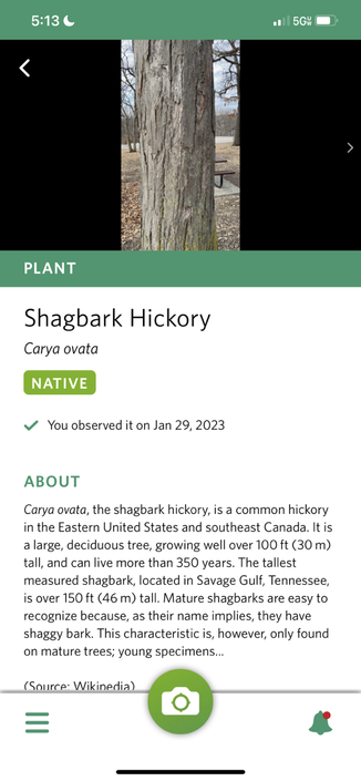 ABOUT Carya ovata, the shagbark hickory, is a common hickory in the Eastern United States and southeast Canada. It is a large, deciduous tree, growing well over 100 ft (30 m) tall, and can live more than 350 years. The tallest measured shagbark, located in Savage Gulf, Tennessee, is over 150 ft (46 m) tall. Mature shagbarks are easy to recognize because, as their name implies, they have shaggy bark. This characteristic is, however, only found on mature trees; young specimens... (Source: Wikinedia)