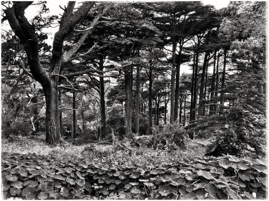 Buena Vista Park, San Francisco