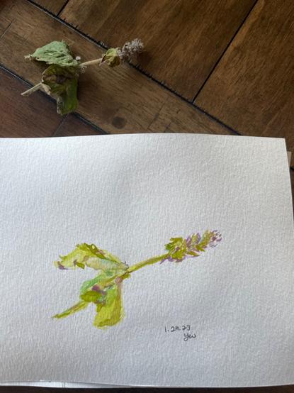 A pencil line free watercolor painting of a sprig of mint going to bolt. Mostly green tones with two large leaves on the stem leading to a purple tinted head with tiny petals. The painting in on white rectangular paper. There is a date, 1.29.23, and signature, LW, below the painting. On the table above the sketch pad is the actual sprig of mint picked from my garden.