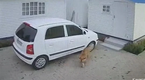 CCTV showing a tiger and a parked car in Edenvale