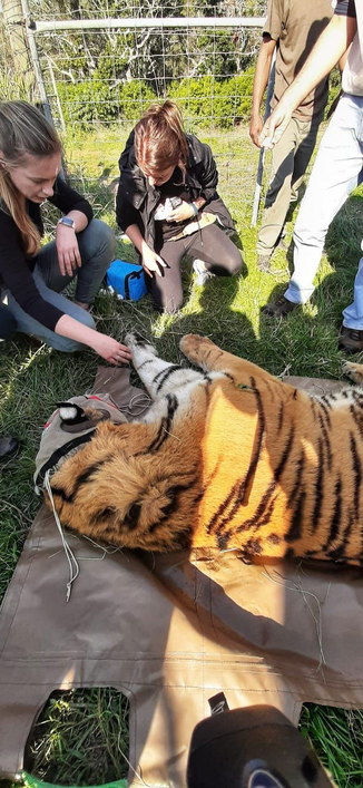 Picture of sedated tiger with SPCA surrounding