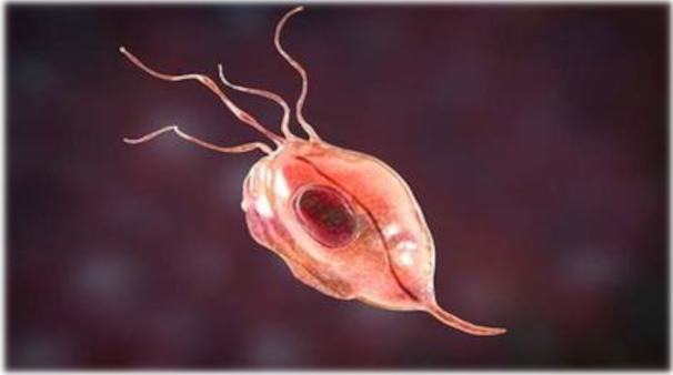 Trichonomas gallinae, 5-20μm.Looks like a pea with four tentacles, the cells kernel clearly depicted. Unpleasant little fellow.