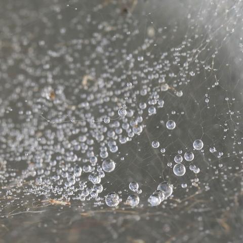Close-up of rain droplets in a spider's web